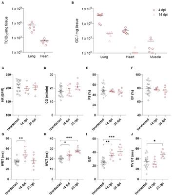 SARS-CoV-2 infection causes prolonged cardiomyocyte swelling and inhibition of HIF1α translocation in an animal model COVID-19